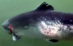 挪威三文魚養殖場被揭環境衛生惡劣 魚身潰爛生蝨 