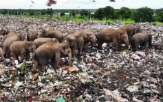 斯里蘭卡飢餓象群垃圾堆填區覓食 部分因誤食異物及塑膠死亡
