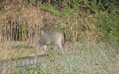 4野豬於康怡花園附近出沒 警持盾戒備漁護署捉走兩野豬