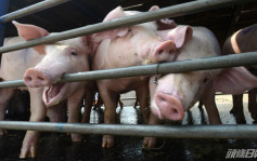 非洲猪瘟｜上水打鼓岭猪场32头猪验出非洲猪瘟  全场100头猪全销毁兼禁出猪