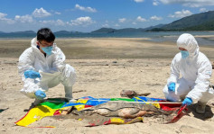 貝澳泳灘發現中華白海豚屍體 本年度第17宗