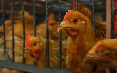 衞生防護中心密切監察內地增兩宗H5N6禽流感個案