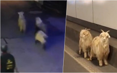 3羊齊逃｜重慶2羊逃出烤羊店被困隧道 店家接回：不會殺當吉祥物