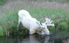 【片段】瑞典全国仅100只 探险家在郊外遇白色驼鹿