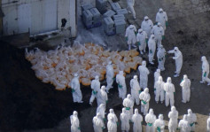 日本禽流感半年撲殺逾1700萬家禽 蛋價狂飆屢創新高