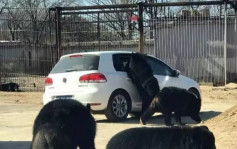 北京动物园熊掌伸入车窗　车主爆工作人员无阻止喂食