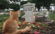 猫咪因主人离世陷入悲伤 不吃不喝静坐墓前