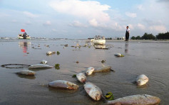 广西北海银滩现四公里死鱼 环境局介入调查