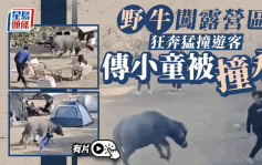 有片︱福州狂牛闯露营区狂奔猛撞游人 据报有孩子被撞飞