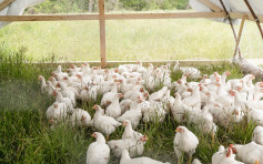 意大利部分地區爆H5N1禽流感 禽類產品暫停進口 