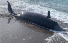 土耳其地震｜塞浦路斯海岸惊见多头鲸鱼搁浅 疑与地震有关