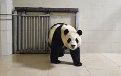 旅韓大熊貓「福寶」返抵四川 進行為期1個月隔離檢疫