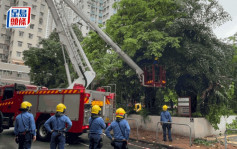 葵涌盛芳街大树倒塌阻行人路 警方封路消防架升降台锯树