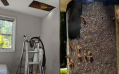 美國男購中古屋後聽到「嗡嗡」聲 天花板驚藏10萬蜜蜂