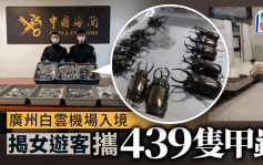 廣州白雲機場海關  揭女旅客攜439隻甲蟲入境