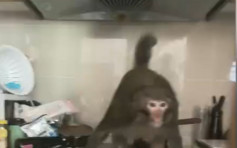 貴陽市猴患猖獗 闖30樓民居搶食打砸