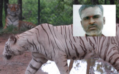 印度动物园工人入职仅1周误闯虎区 遭2幼虎咬死