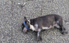 斗牛犬公路上被拖行致死  英国爱护动物协会批极度残忍
