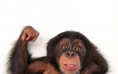 日本研究發現 黑猩猩識玩「包剪揼」