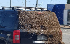 澳洲司機購物中心外泊車 轉頭遭「4萬蜜蜂」覆蓋　
