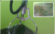 台商户推「夹小龙虾」机 因属无脊椎动物不违动保法