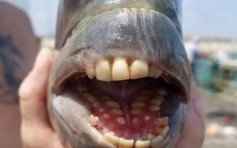 怪鱼长「人类牙齿」 美汉捕获后拍照上网惹议