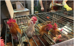 禽流感来势汹汹　内地H7N9个案7日急升45宗