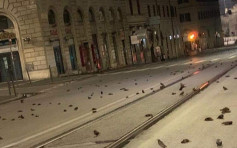 羅馬新年現「末日景象」 數百隻鳥當街暴斃
