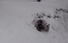 大熊貓不怕寒冷 大雪裏開心翻滾自得其樂