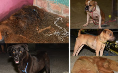 藏獒化骨4犬遭弃货柜屋 34岁女子涉残虐动物被捕