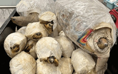 馬來西亞過境旅客寄艙行李藏63隻瀕危活龜