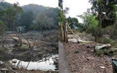 大埔白鷺湖紅樹林被砍伐 未獲大埔地政處批准