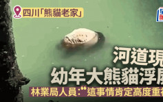 幼年大熊猫浮尸四川河道   官方：初步是溺亡