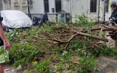 颱風蘇拉．西貢︱8號風球下多區塌樹 北圍村40呎大樹倒塌居民冒雨合力鋸走
