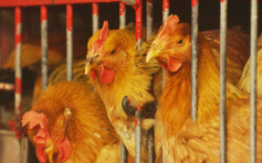 波蘭英國爆高致病性H5N1禽流感 港暫停進口疫區禽類產品