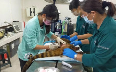 遭同伴攻擊 台灣高雄壽山動物園浣熊傷重亡
