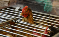 波蘭部分地區再爆禽流感 港暫停進口禽類產品