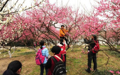 春天來了  樹上開滿了「中國大媽」