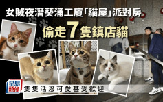 女贼夜潜葵涌工厦「猫屋」派对房 偷走7只镇店猫