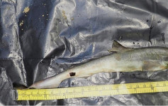 大湾肚沙滩发现寛尾斜齿鲨搁浅尸体