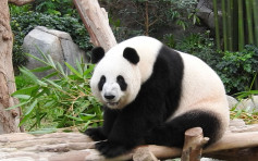 大熊猫「盈盈」出现典型妊娠症状 海洋公园：不排除假怀孕