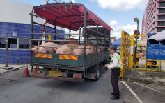 【非洲豬瘟】業界要求恢復每日4000活豬供港 否則不排除下周一罷市