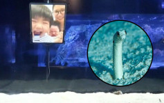 日本园鳗因疫情变害羞 水族馆号召人们视像互动