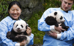比利時出生大熊貓雙胞胎  取名「寶弟」「寶妹」