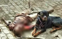 印度有狗只咬死管理员　遗体脸手胸被吃掉
