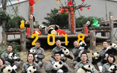 四川17隻大熊貓齊亮相 向民眾拜早年