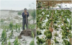 陝西天降鴿蛋大冰雹　砸毀農作物