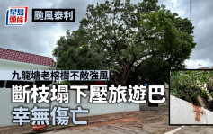 颱風泰利｜九龍塘老榕樹不敵強風斷枝塌下壓旅遊巴 幸無傷亡