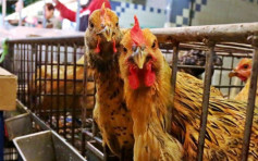 丹麦森讷堡市爆H5N8禽流感 禽肉及禽类产品暂停进口