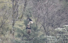 四川野生大熊猫为求偶树上激战3小时